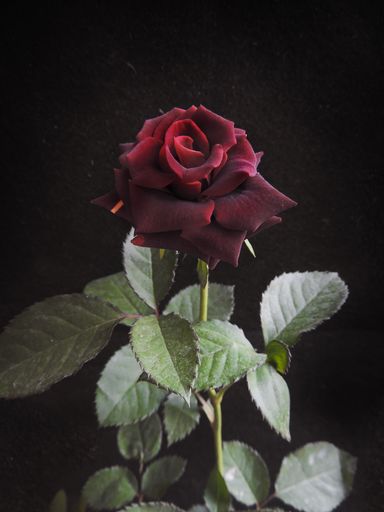 A vertical closeup shot of a dark red rose isolated o