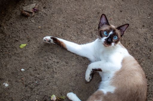 A high angle shot of a brown and white cat lying on the ground