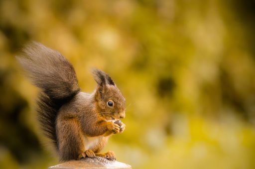 A red squirrel sits atop a wooden post and munches on a walnut on a blurred natural background