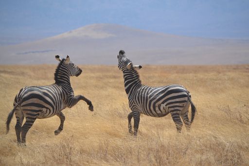 The two zebras in landscape