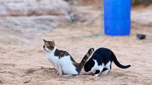 Two cats on the sandy ground with rocky cliffs blurred background