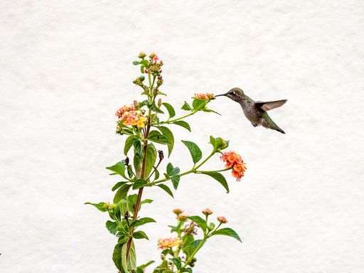 A vibrant hummingbird in mid-flight against a white wall, hovering near a lush shrub