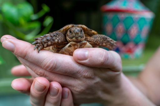 A human holding little turtle