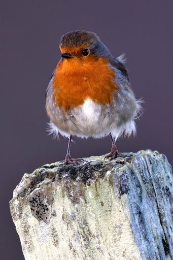 A vertical closeup shot of an orange robin bird perched on a piece of wood