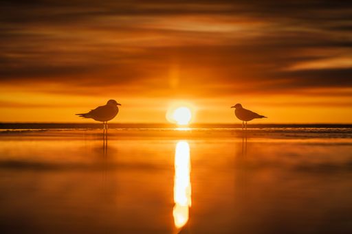 A beautiful shot of gulls perched on a seashore at sunset