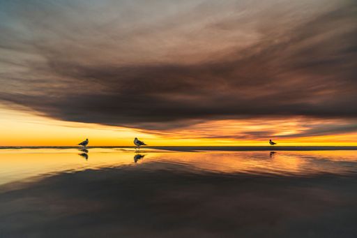 A beautiful shot of gulls perched on a seashore at sunset