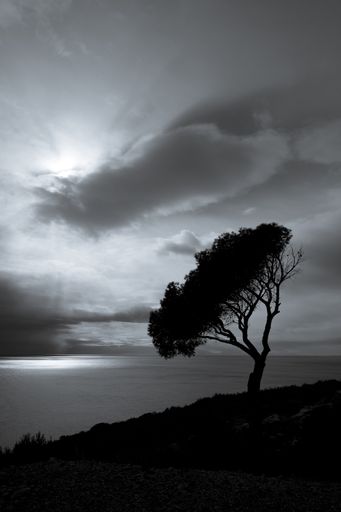 A vertical grayscale shot of a pine tree on the beach under the cloudy sky during nighttime