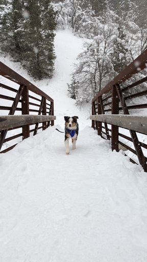 A vertical shot of a Australian Shepherd dog, on a wooden bridge covered by the snow, in a forest, on a winter day