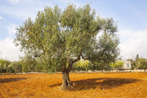 A tree in a field covered in greenery with buildings on the background  under a blue sky and sunlight