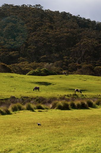 The horses grazing in a hill in summer