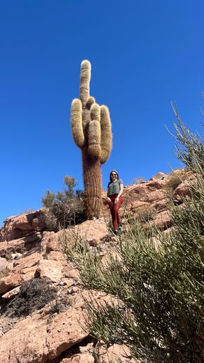 A view of a big cactus in the Atacama desert