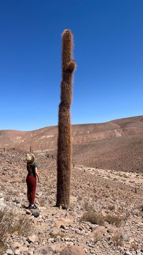A view of a big cactus in the Atacama desert