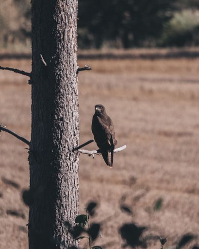 A black kite perched on a branch of a tree in a natural outdoor environment.