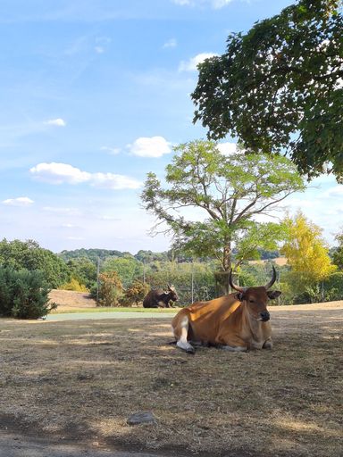 A vertical shot of brown Banteng resting on ground in the field on a sunny day with blue cloudy sky