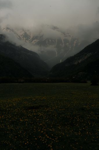 A vertical shot of a yellow flowers meadow with rocky mountains on a cloudy dark day