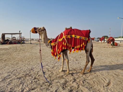A beautiful shot of a camel on a sandy beach in Maldives