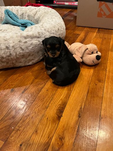 A vertical closeup of a black Yorkipoo puppy taking a nap with its toy at home