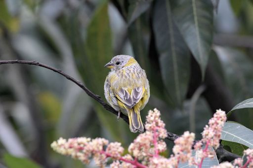 A selective focus shot of a saffron finch bird perched on a tree branch