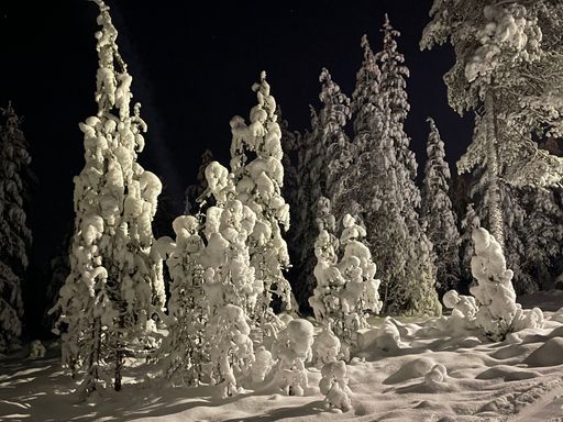 A beautiful view of evergreen trees in the forest covered with snow