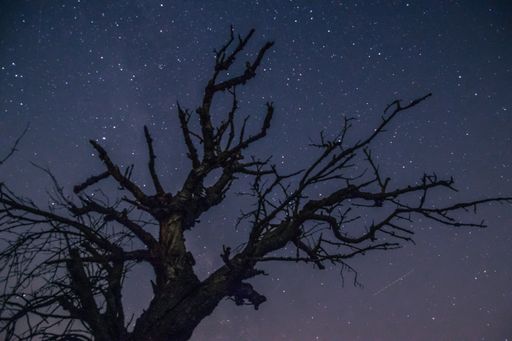 A closeup shot of a naked tree in the field under the starry night sky