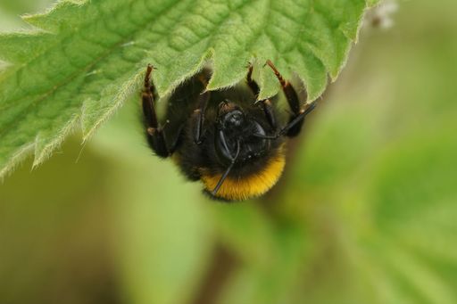 Natural closeup on a buff-tailed bumblebee, Bombus terrestris, hanging down on a green nettle leaf