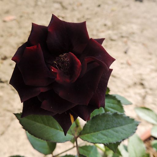 A closeup shot of a dark red rose