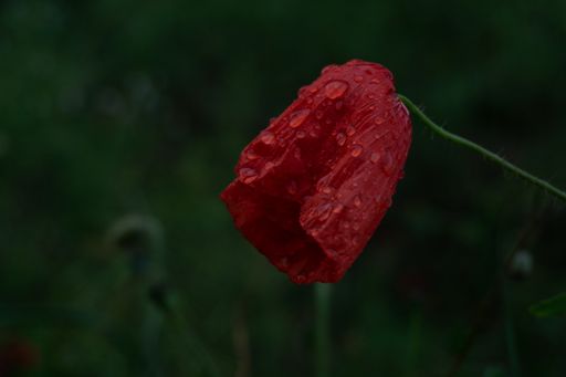 A selective focus shot of a red tulip with dew on top
