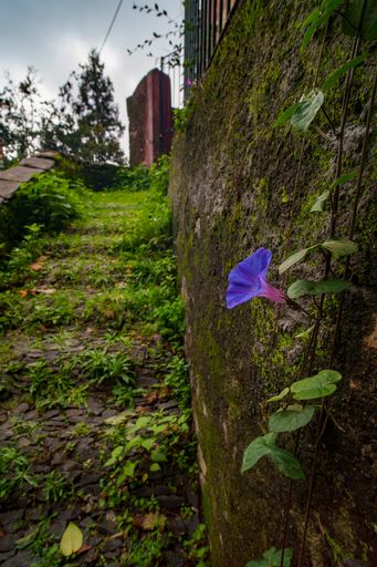 A vertical shot of  purple Ipomoea flower with a rock and road in the background