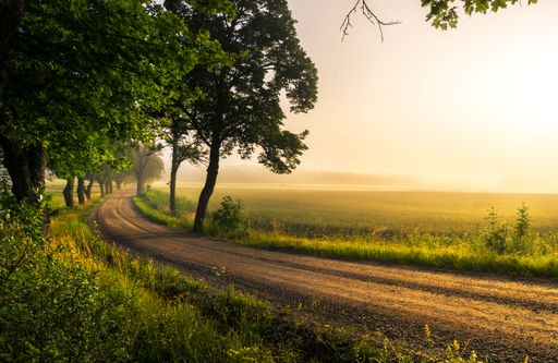 A narrow road between the lush green trees at sunset
