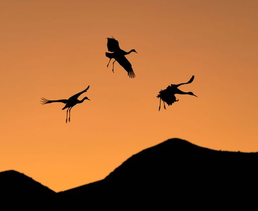 A beautiful shot of silhouettes of cranes in an orange sunset sky