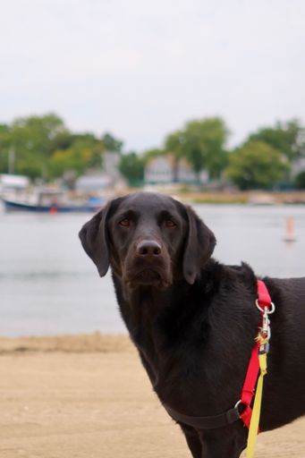 A portrait of a black Labrador Retriever standing in the park