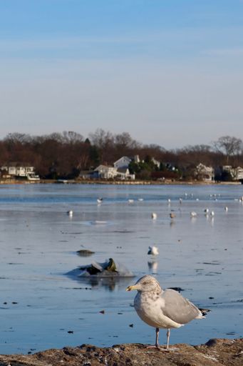 A close-up shot of a herring gull standing on the stone by the shore with residential houses in the background
