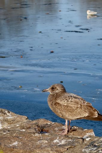 A close-up shot of a Western Gull standing on the stone by the shore in the daylight