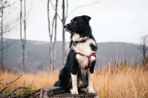 A selective focus shot of a black and white border collie in forest