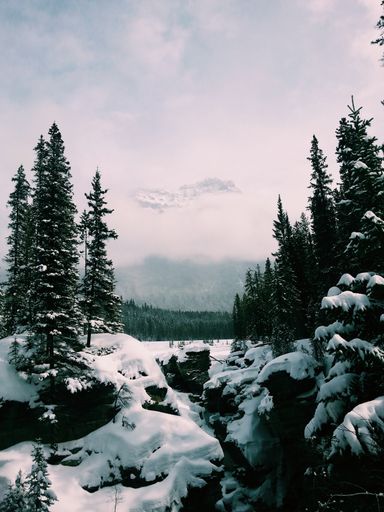 A vertical shot of the pine trees covered with snow in the forest