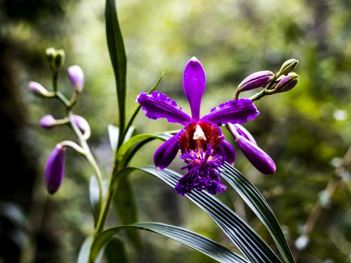 A closeup shot of beautiful purple orchids with long textured leaves in the garden