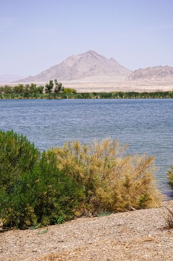 A vertical shot of bushes on the coast of a lake with a hill on the background