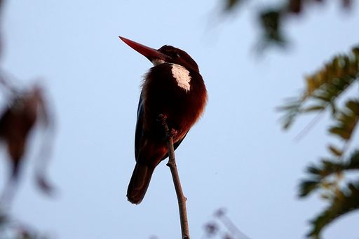 A closeup shot of a Kingfisher bird perching of a branch on a blurred background