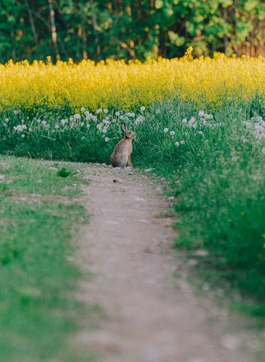 A vertical shot of a lovely rabbit sitting near the flower field