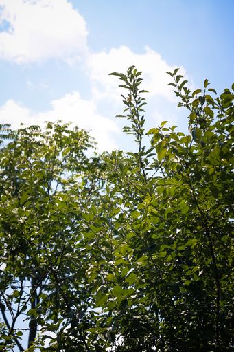 A vertical shot of green leaves and branches of a tree