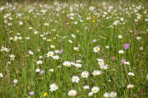 A selective focus shot of a beautiful field full of different kinds of wildflowers