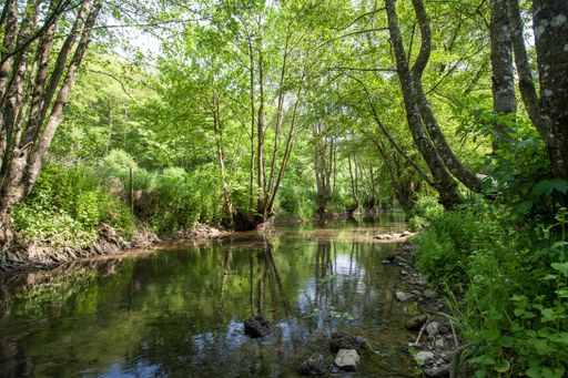 A scenery of the forest reflecting in the lake