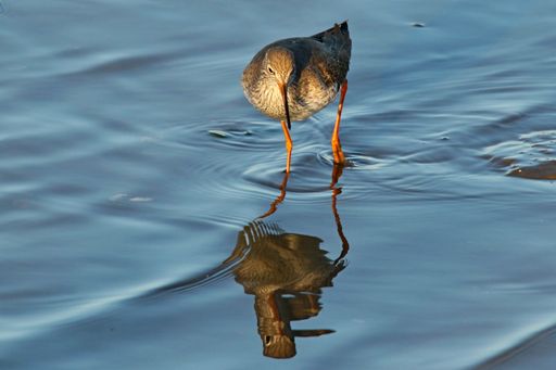 A closeup shot of a bird walking on water during daytime