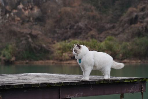 A domestic cat stands atop a wooden pier, gazing out at a tranquil lake surrounded by lush greenery
