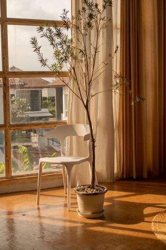A green potted plant in the corner of a white room, illuminated by natural light streaming in from the nearby window