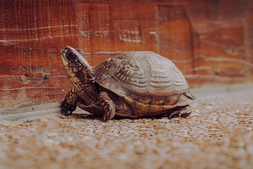 A small turtle on a rocky surface