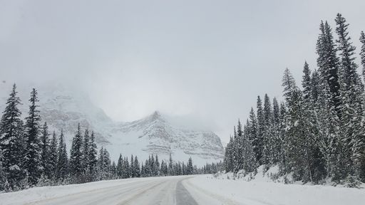 A beautiful view of a snowy fairytale forest with long pine trees on a view of the mountains