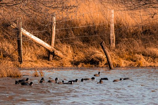 A flock of coots swimming in the lake