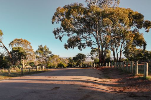An empty road surrounded by green trees in Australian bushland.