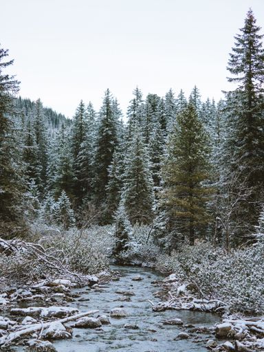 A beauiful scenery of a forest with a lot of fir trees covered with snow in the Tatra Mountains, Poland